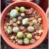 Mixed Cono Pot - Plant